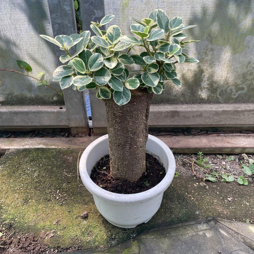 パンダガジュマル　斑入り　希少　７号　リン鉢