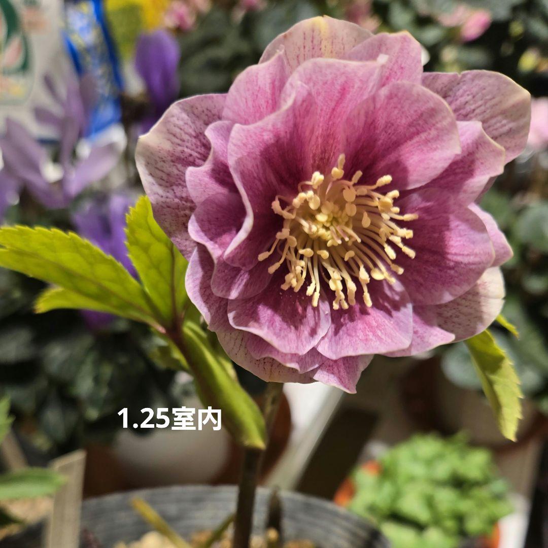 元親株　エクリプス　充実株　加藤農園　クリスマスローズ　未株分