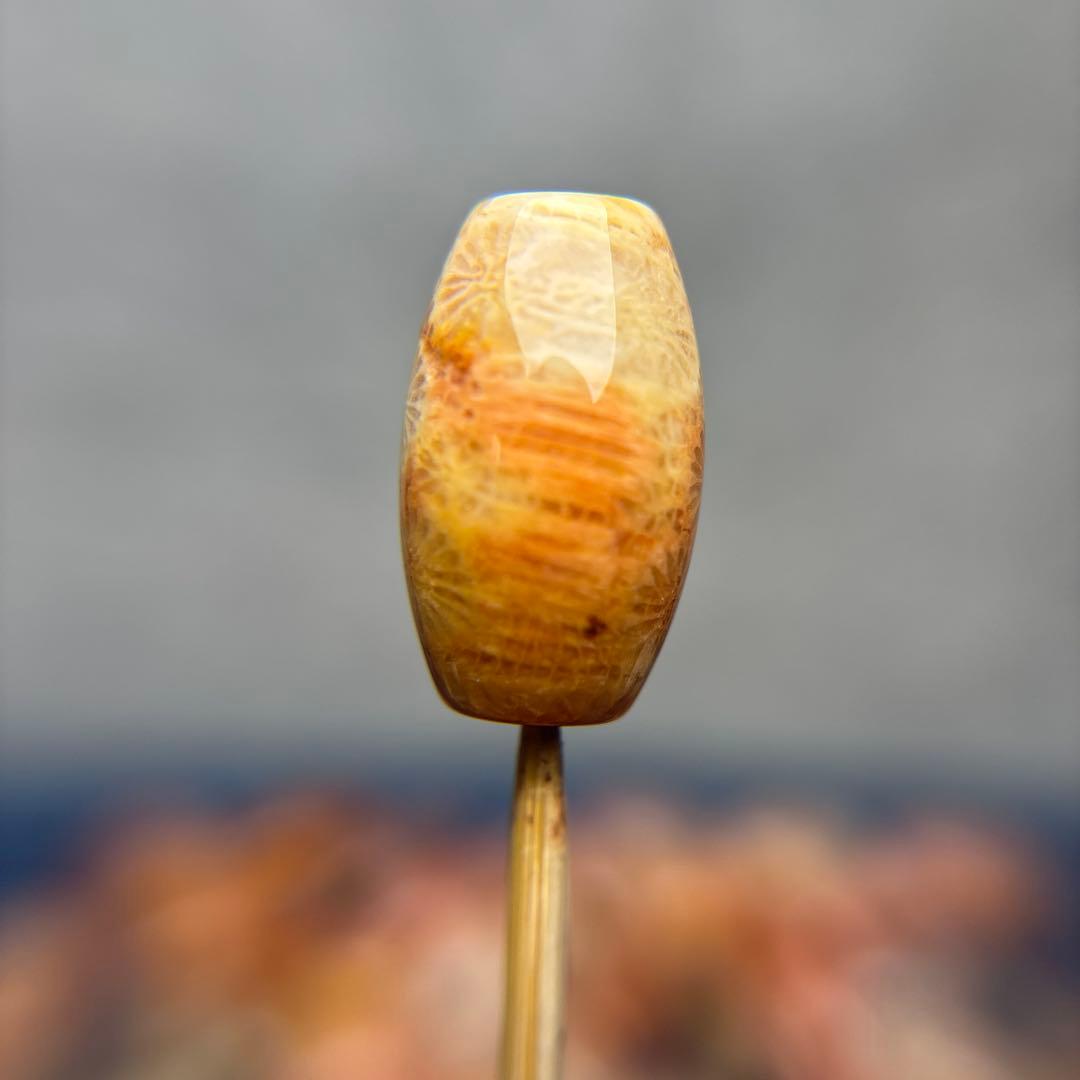 あずきちゃんフォッシルコーラル　天珠　1-293