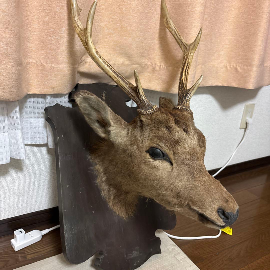 蝦夷鹿の剥製 ハンティングトロフィー(大幅値下げ)
