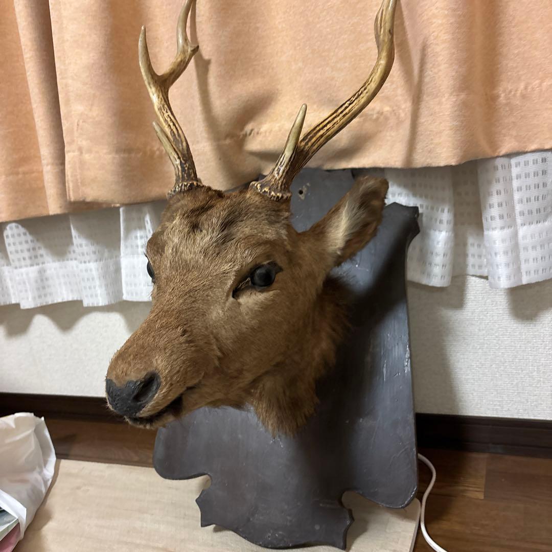 蝦夷鹿の剥製 ハンティングトロフィー(大幅値下げ)