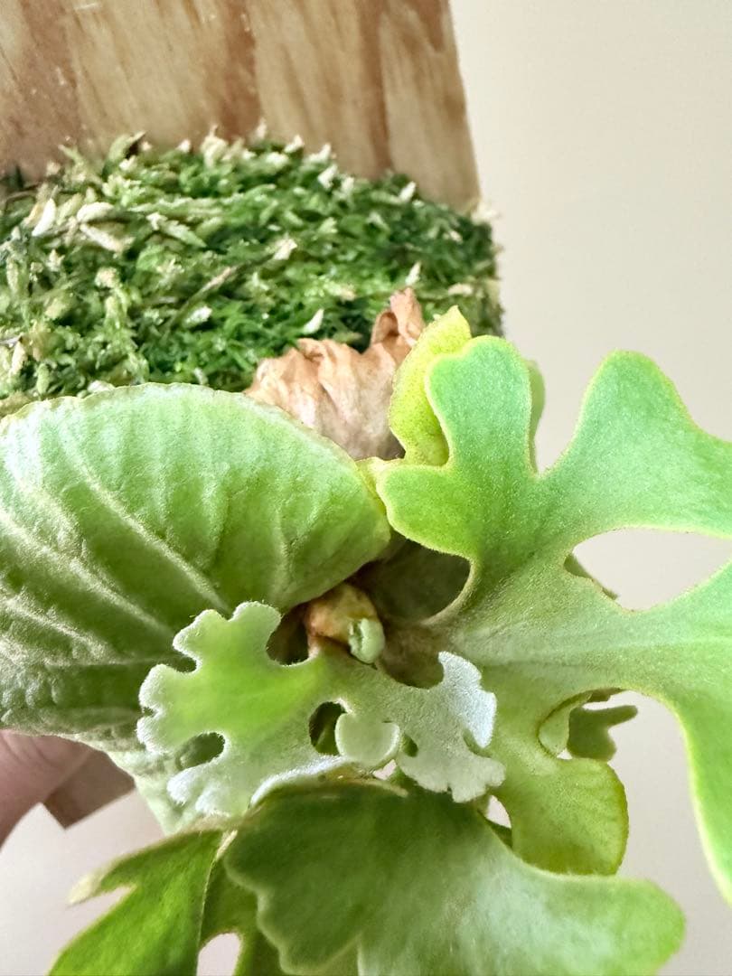 P.ridleyi dwarf silver② 自家撒き　選抜株　胞子培養