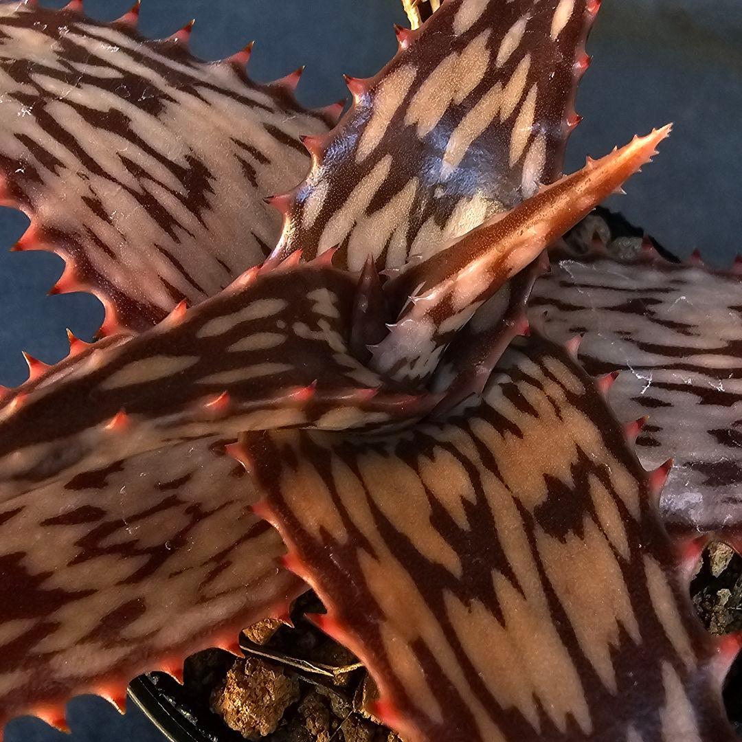 メルカリ便発送☆多肉植物 アロエ属 ペッキー×ヘミンギー