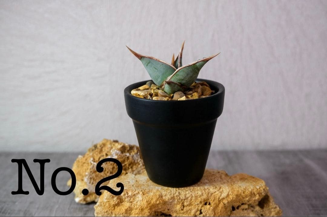 ご確認用　サンスベリア　ピングイキュラ