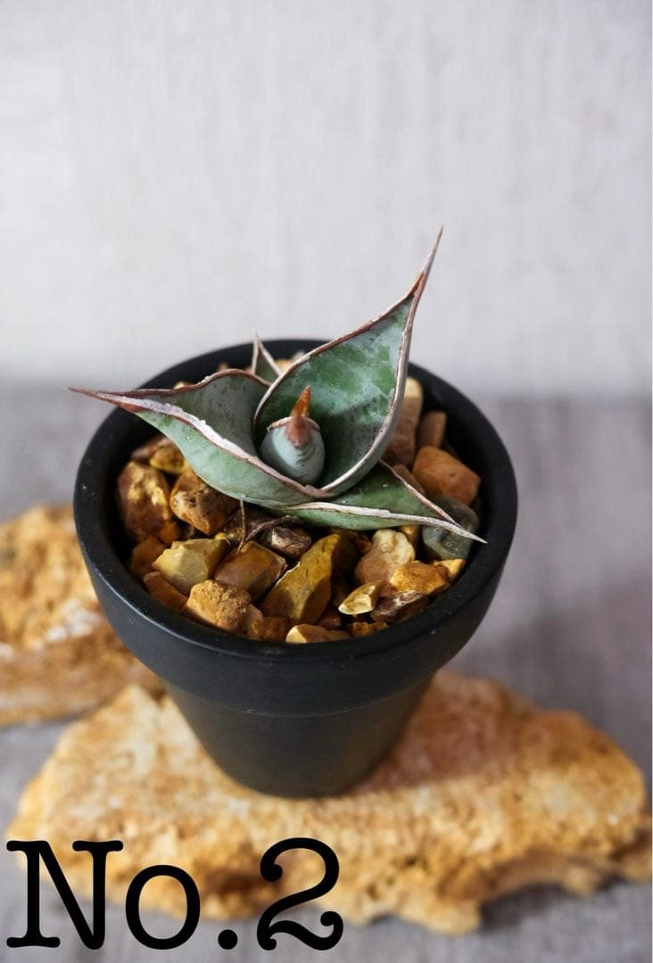 ご確認用　サンスベリア　ピングイキュラ