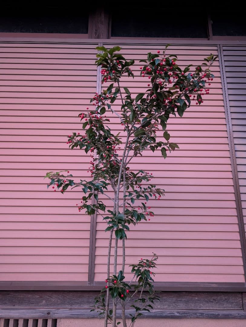 ソヨゴ　株立　雌株　③