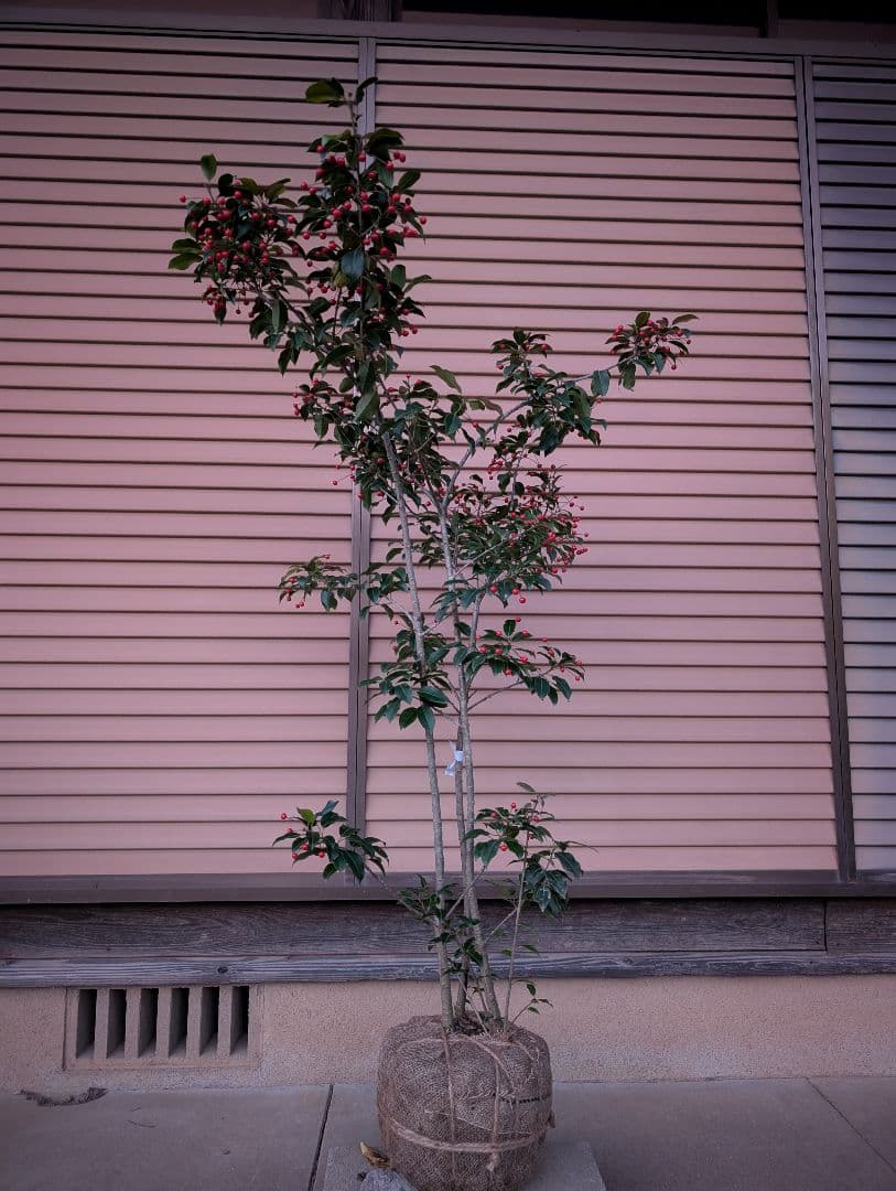 ソヨゴ　株立　雌株　③