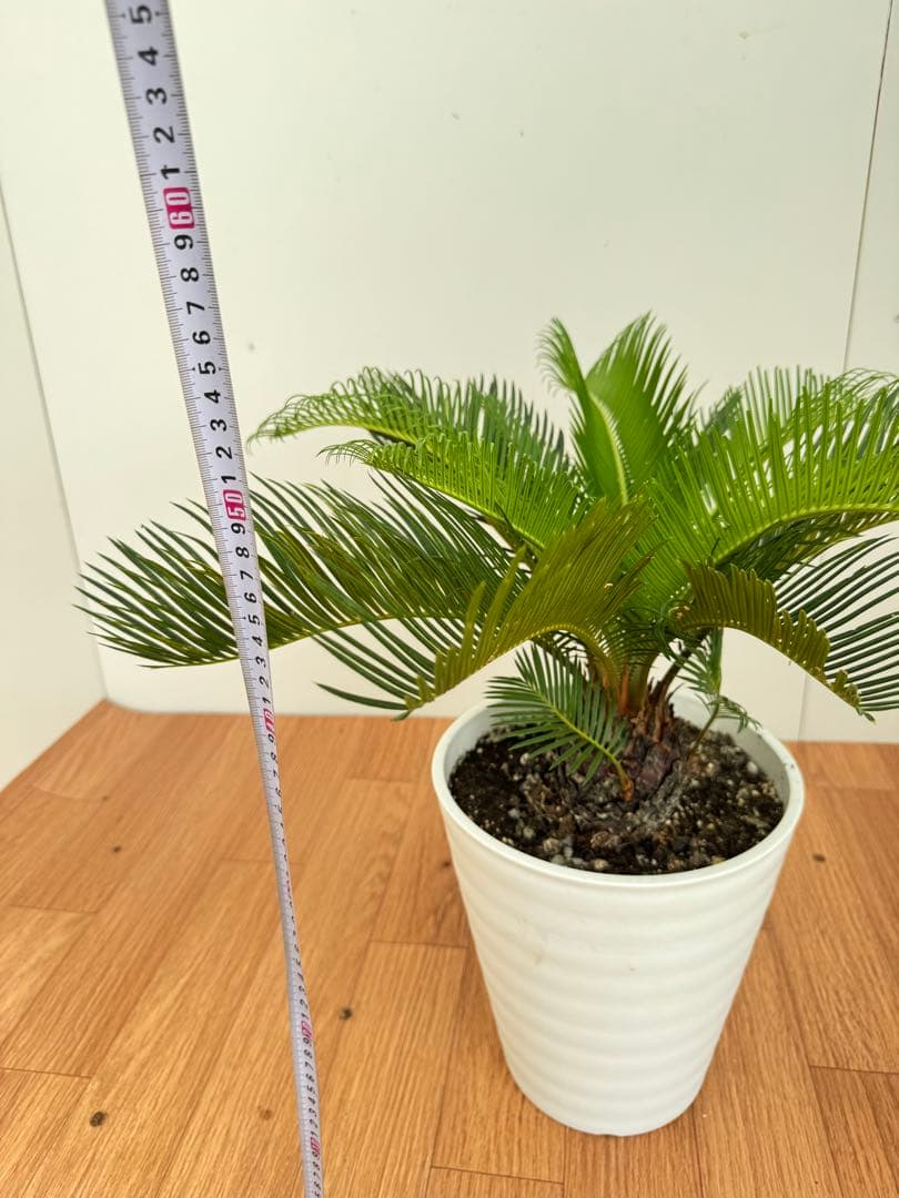 斑入り　ソテツ　蘇轍　5