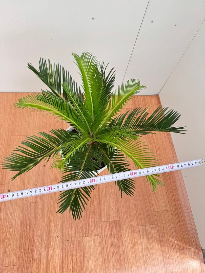 斑入り　ソテツ　蘇轍　5