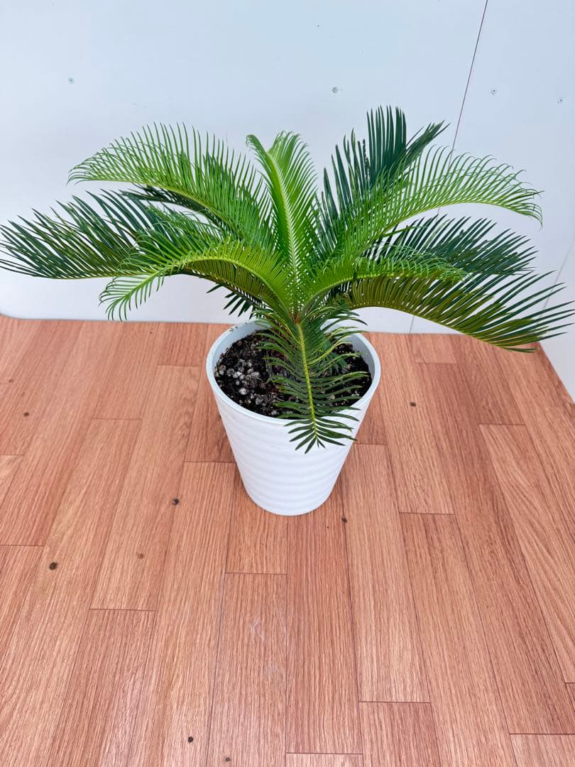 斑入り　ソテツ　蘇轍　5