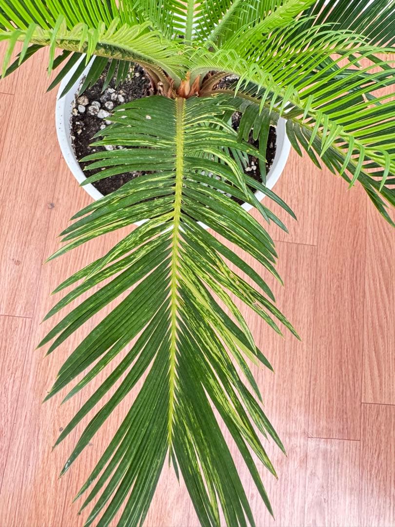 斑入り　ソテツ　蘇轍　5