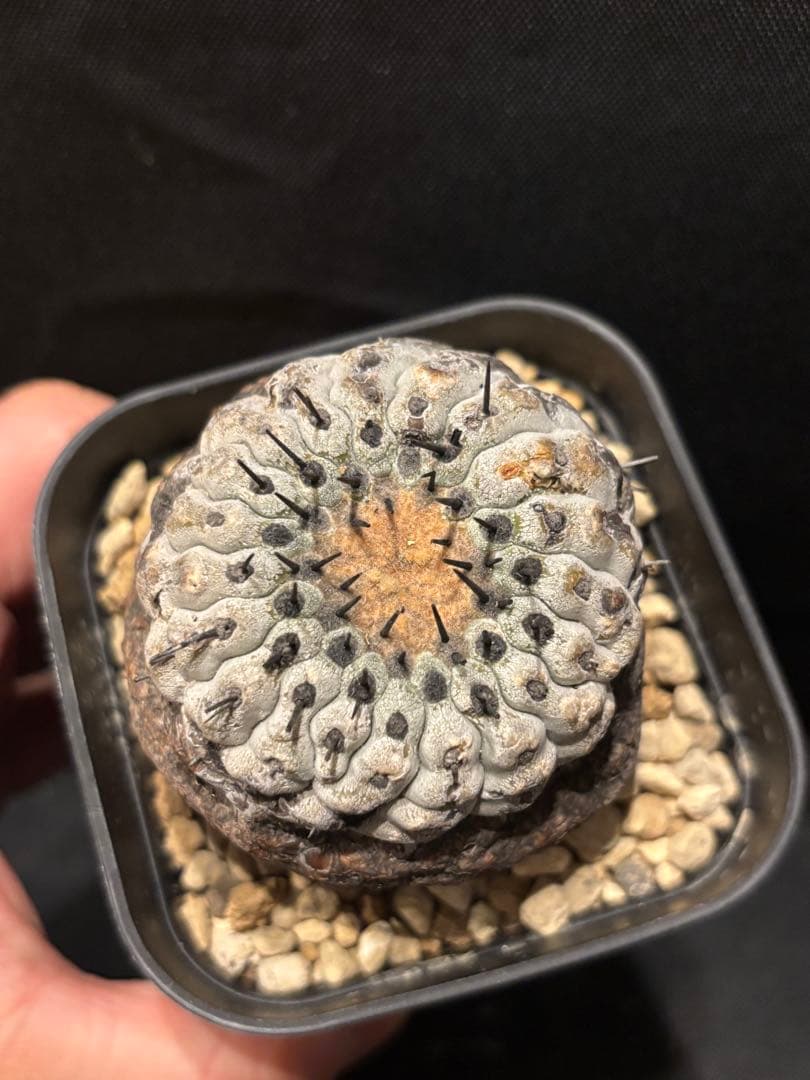 発根済み 孤竜丸 コピアポア コルムナアルバ