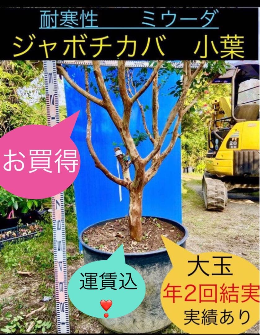 青木 禎斉様用　正月特価1万値下❗️耐寒ジャボチカバ　小葉ミウーダ大株　希少