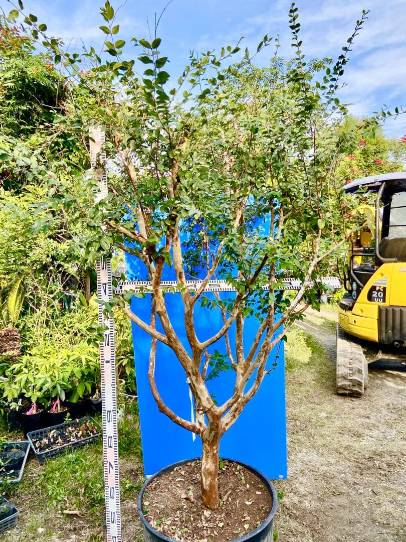 青木 禎斉様用　正月特価1万値下❗️耐寒ジャボチカバ　小葉ミウーダ大株　希少