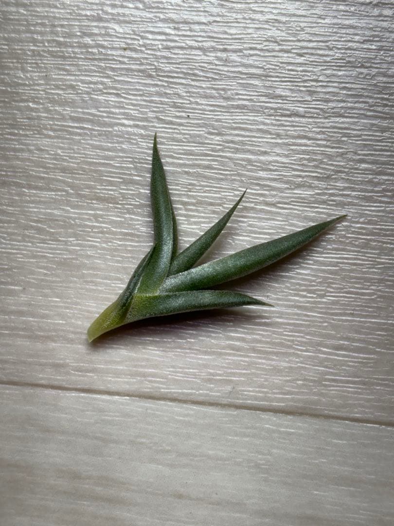 R*n様 Tillandsia tenebra