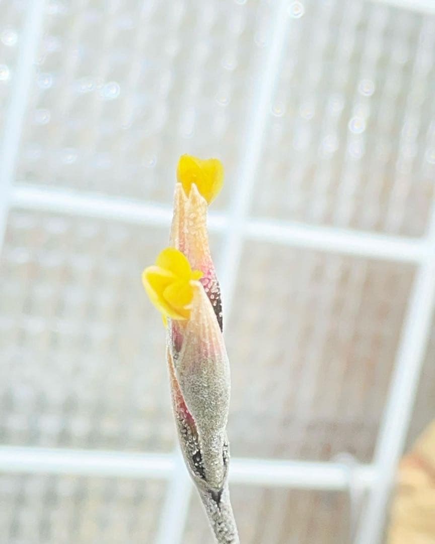 R*n様 Tillandsia tenebra