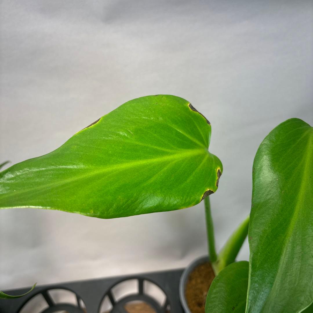 サ*イ様 5株セットms45ちょっと傷あり　モンステラ バールマルクスフレーム