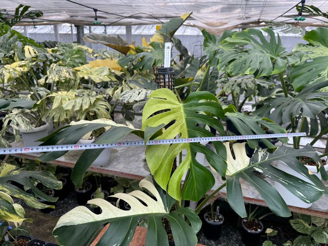 1モンステラ　ボルギシアナ　x デリシオーサ　ミント　親株　美斑入り　送料込み