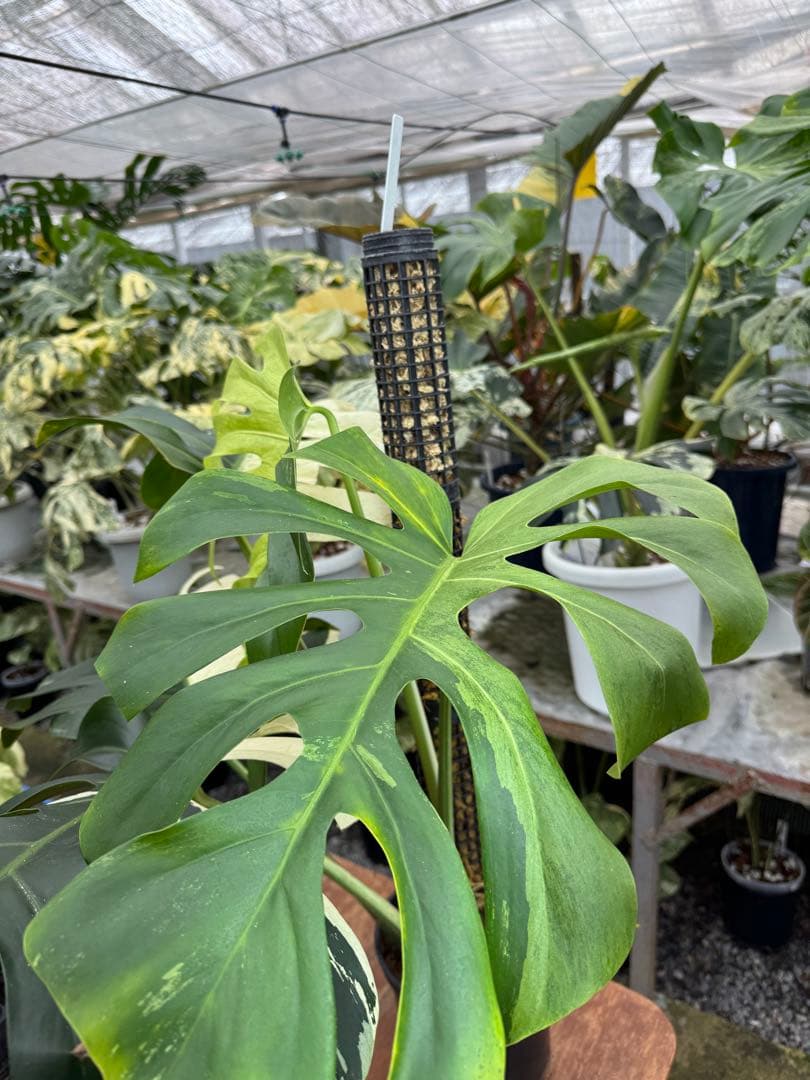 1モンステラ　ボルギシアナ　x デリシオーサ　ミント　親株　美斑入り　送料込み