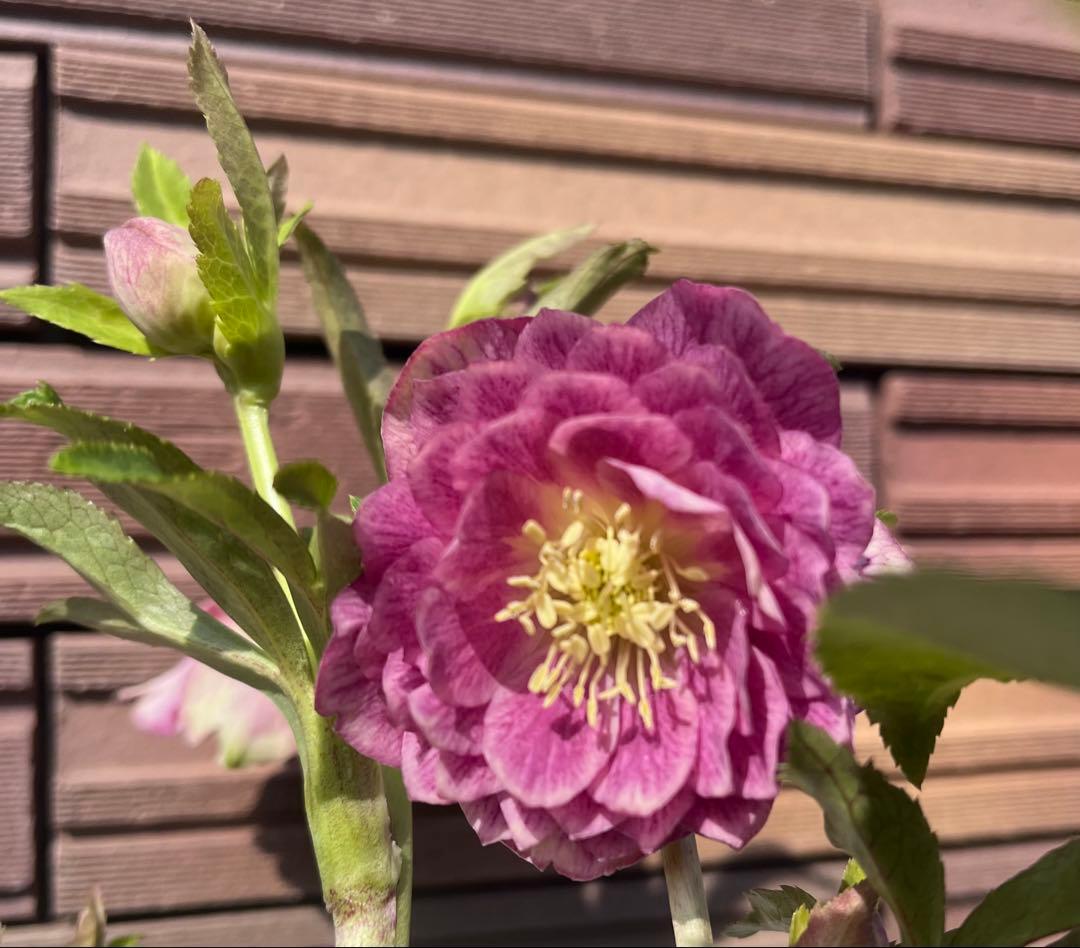 広瀬園芸 クリスマスローズ 多弁ピンクグラデーションdd