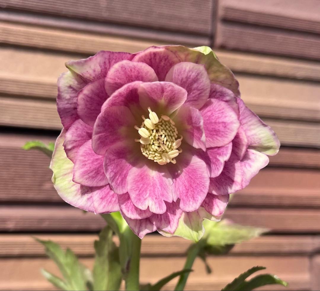 広瀬園芸 クリスマスローズ 多弁ピンクグラデーションdd