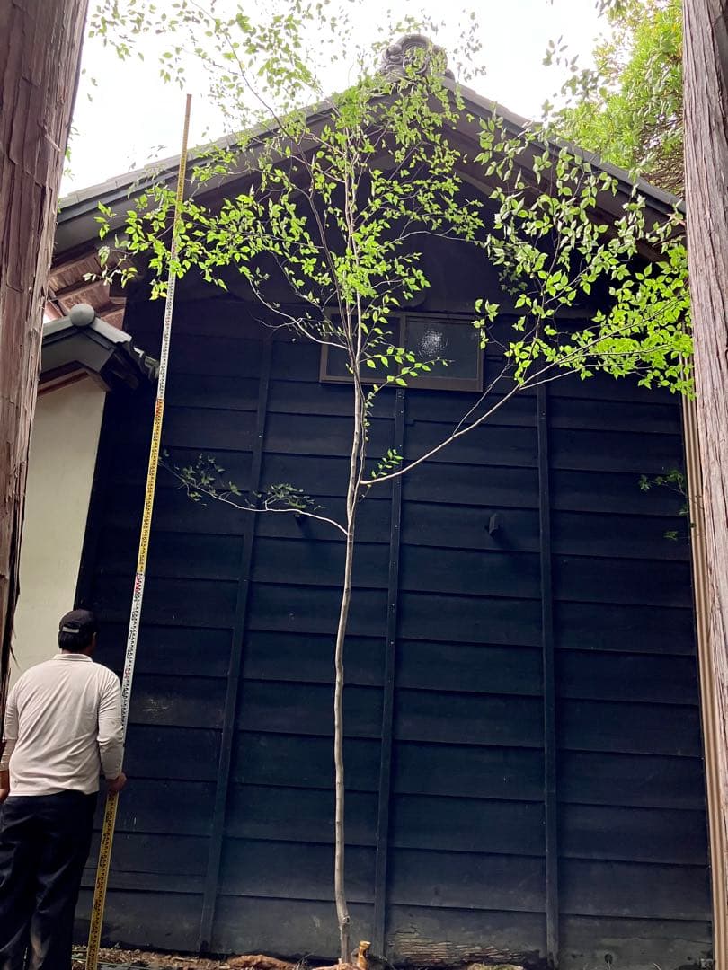 山採り　アカシデ　特大