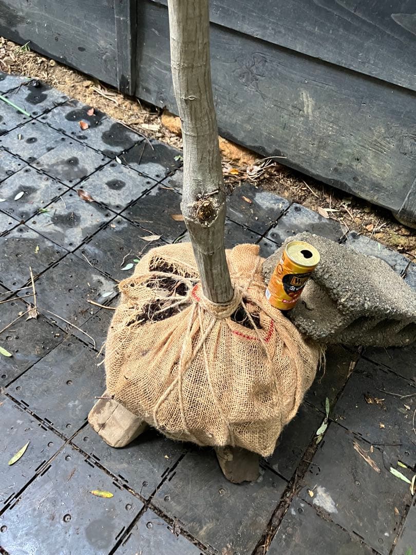 山採り　アカシデ　特大