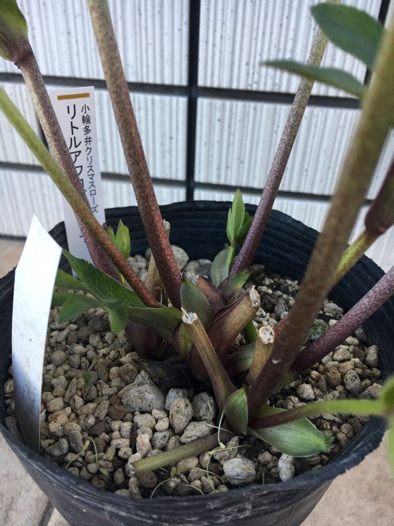 認定リトルアンティークアフロディーテ　クリスマスローズ 加藤農園成熟株　札つき