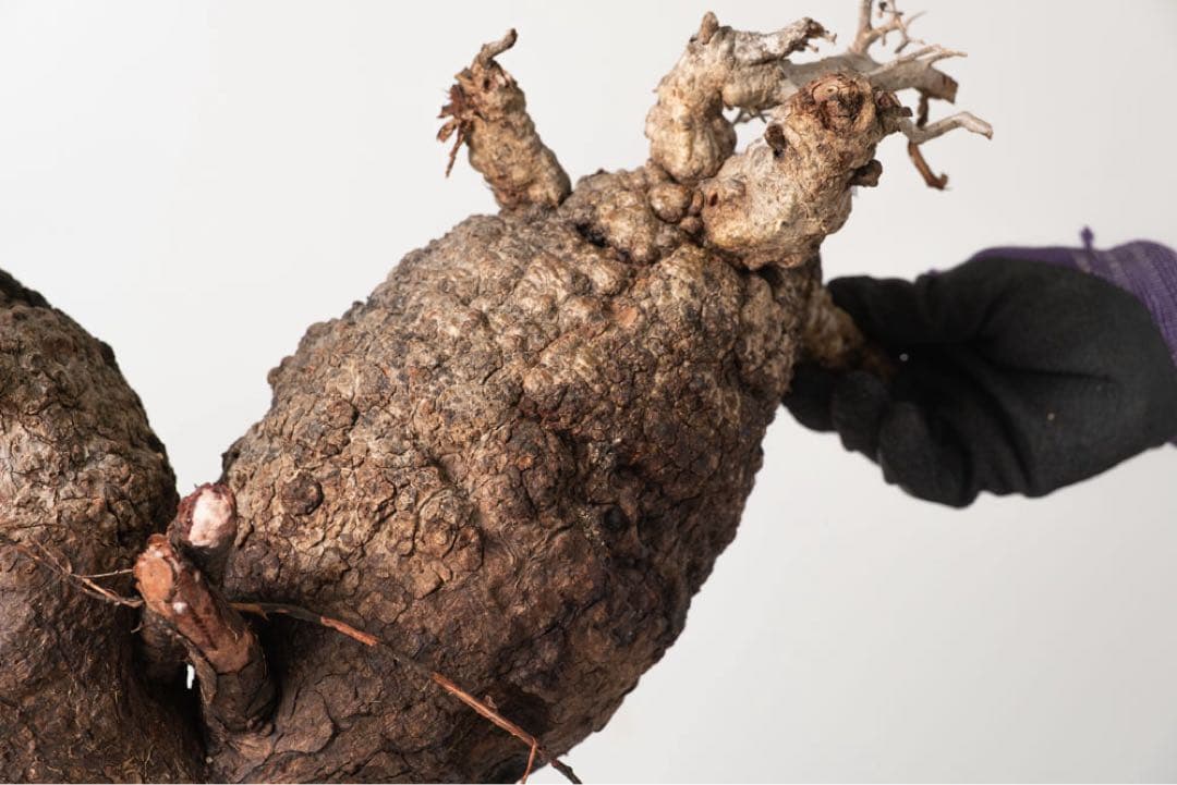 CP118 オペルクリカリア パキプス ベアルート株