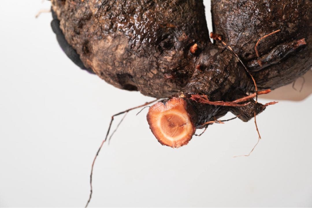 CP118 オペルクリカリア パキプス ベアルート株