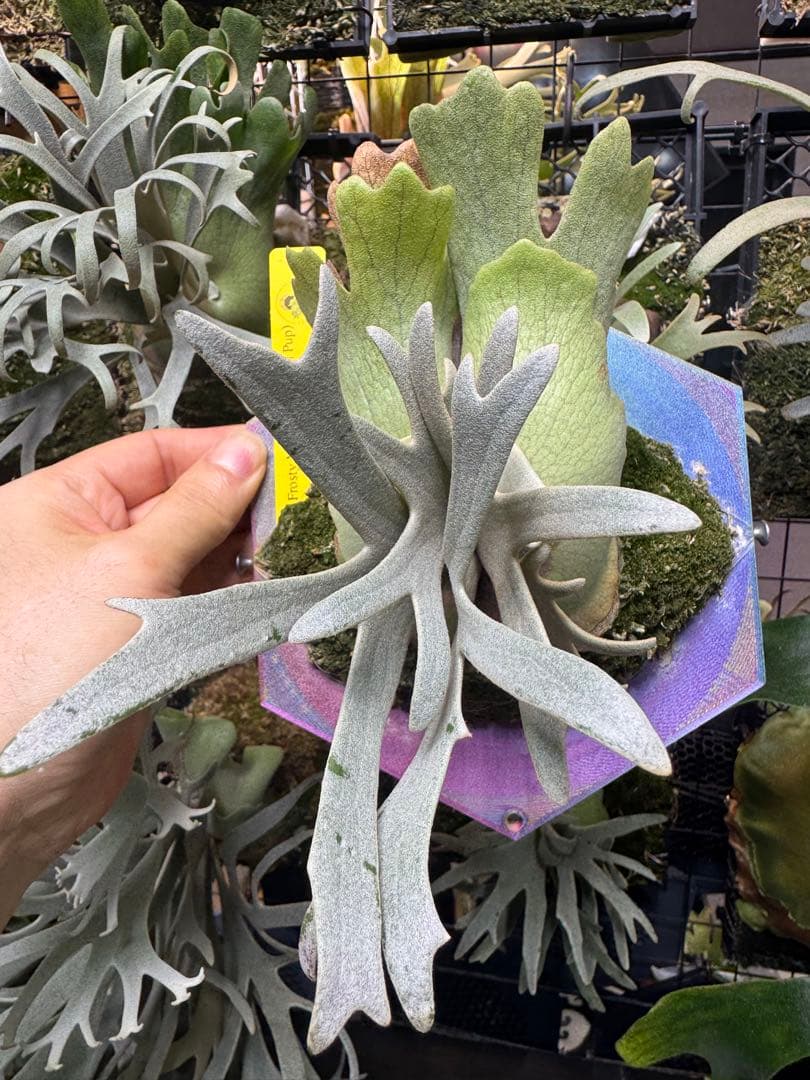 P. Frosty Maiden oc ビカクシダ