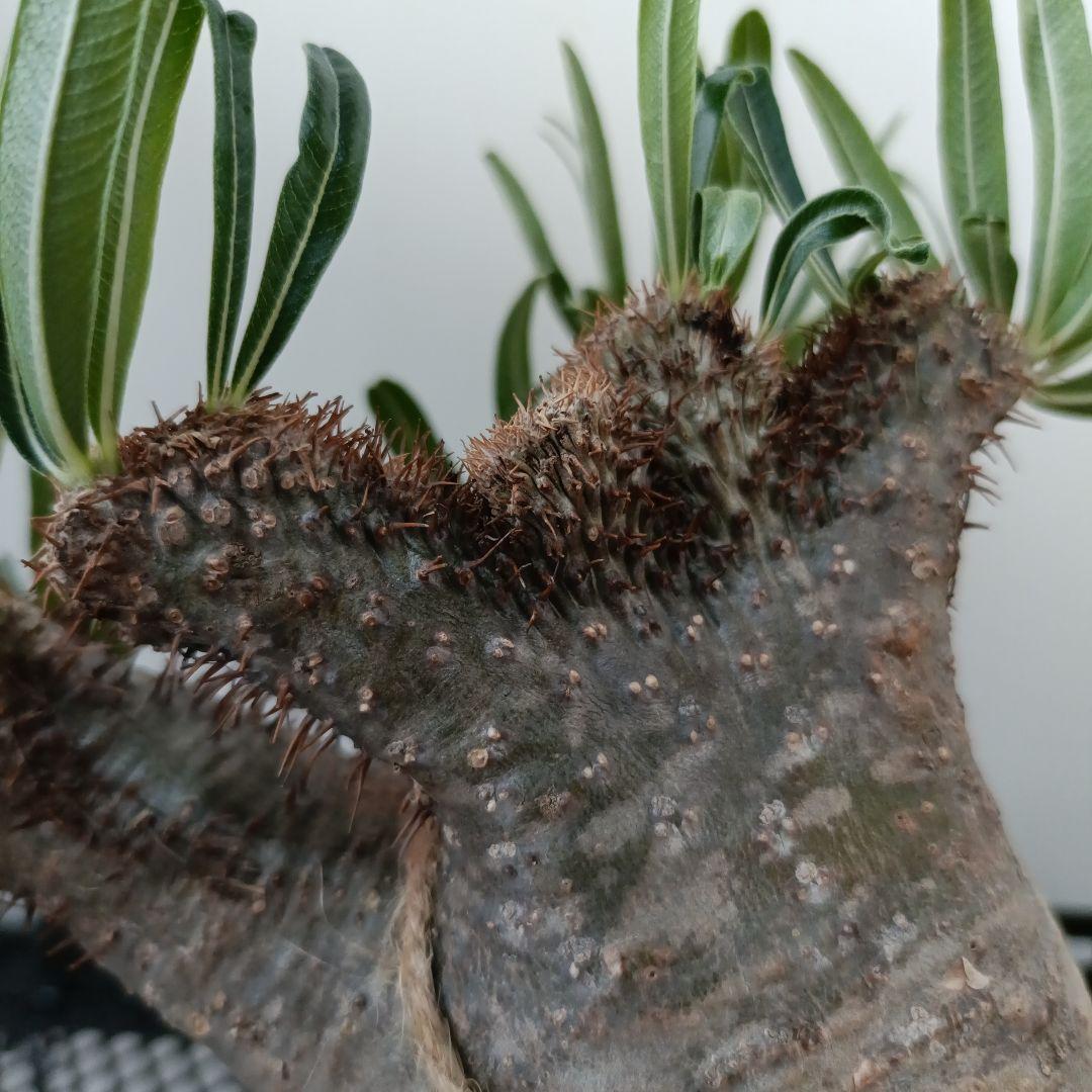 パキポディウム　グラキリス　綴化