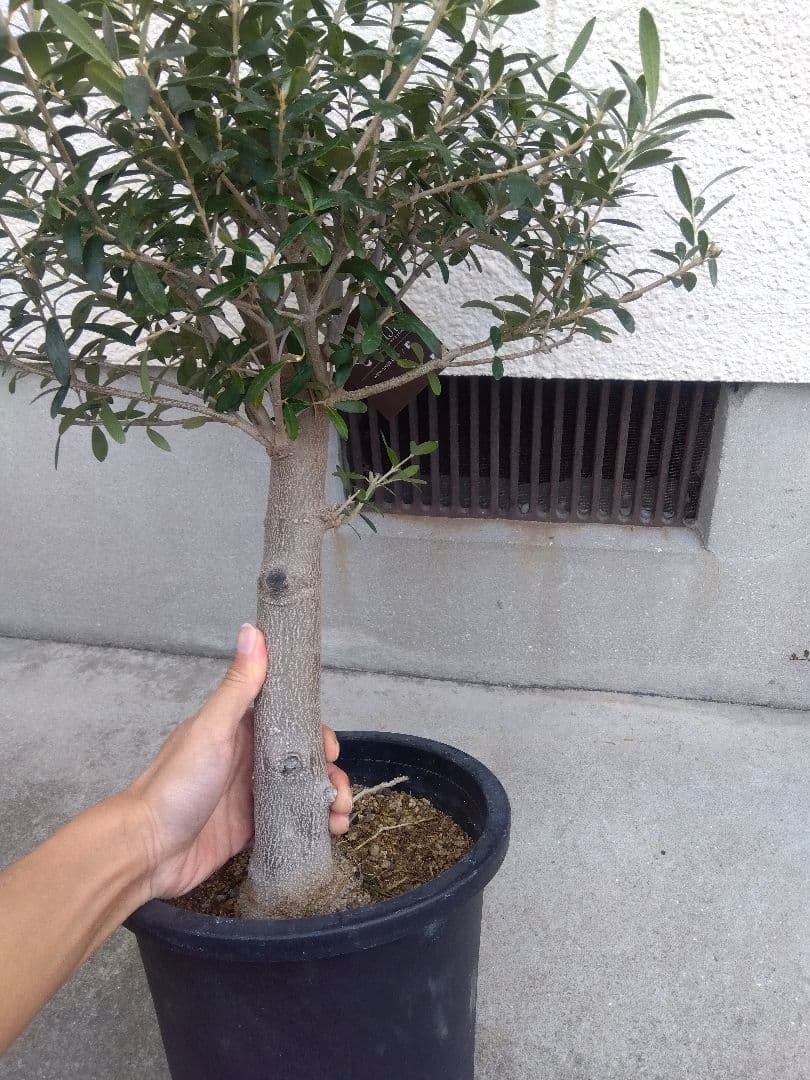 オリーブ　創樹　souju　ネバディロブランコ　8号鉢つき 極太❗　い