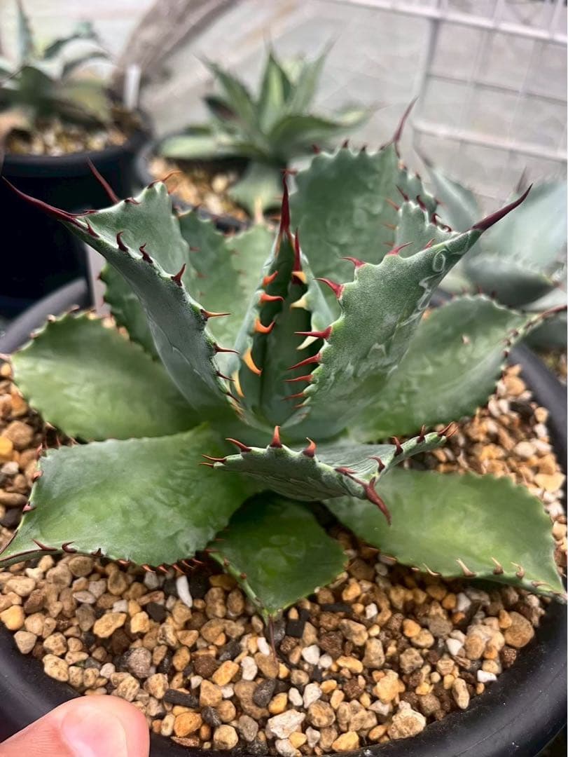 アガベ　パライシ（パラサナ×イシスメンシス）