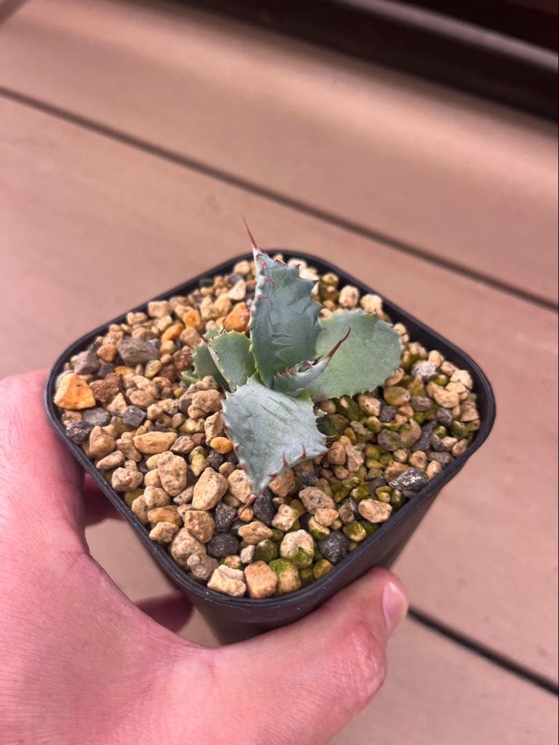 アガベ　パライシ（パラサナ×イシスメンシス）