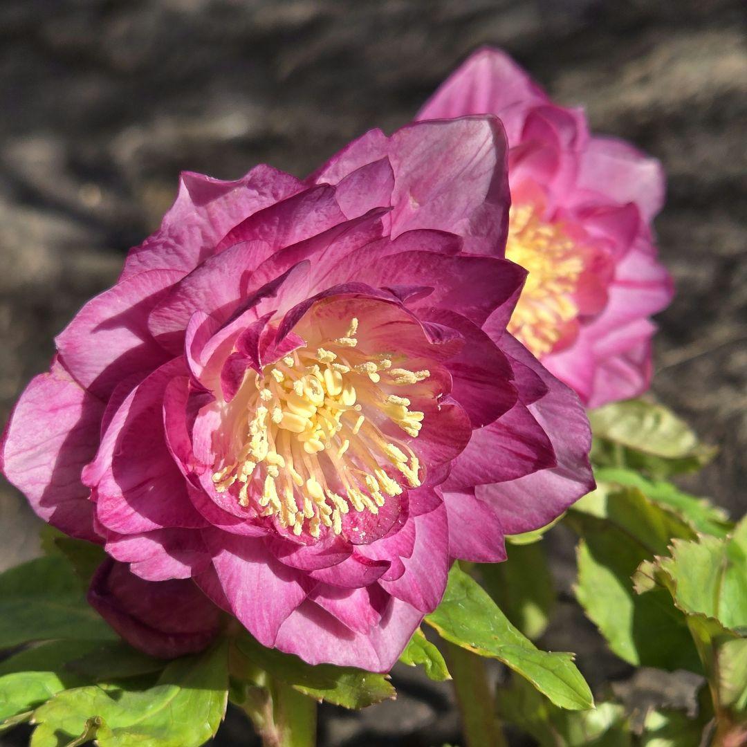 訳有り最終値下　未株分　クリスマスローズ　多弁　ライト　ピンクゴールド　加藤農園