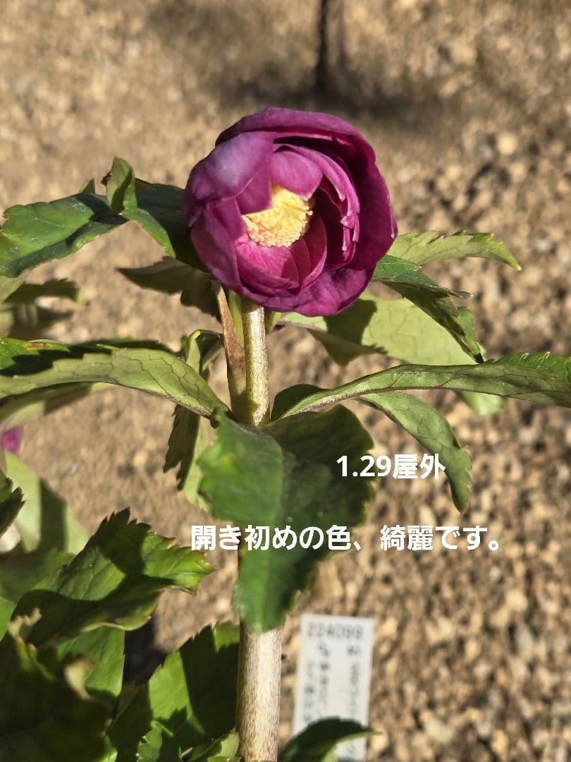 訳有り最終値下　未株分　クリスマスローズ　多弁　ライト　ピンクゴールド　加藤農園