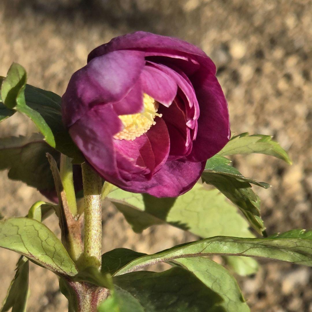 訳有り最終値下　未株分　クリスマスローズ　多弁　ライト　ピンクゴールド　加藤農園