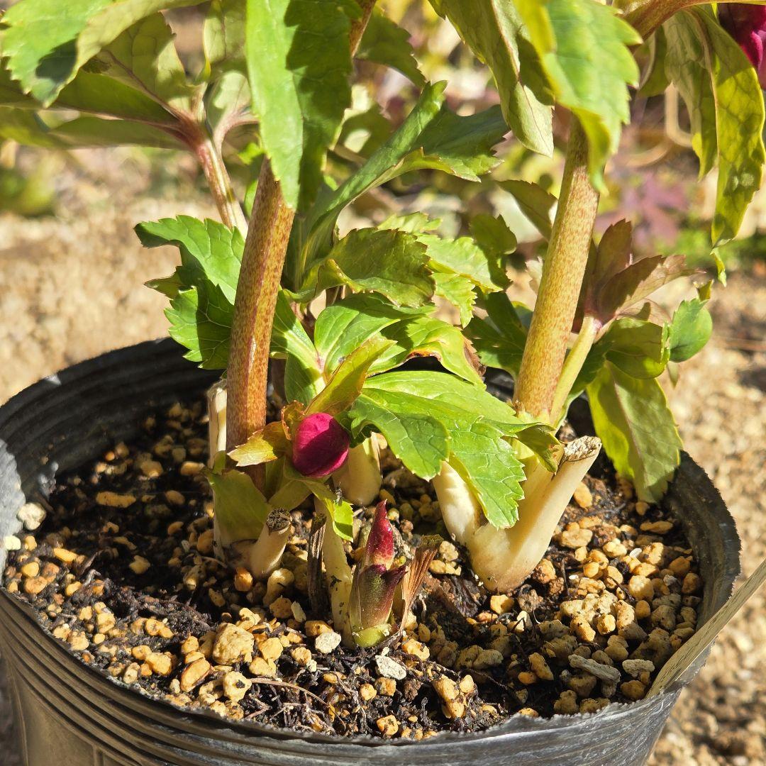 訳有り最終値下　未株分　クリスマスローズ　多弁　ライト　ピンクゴールド　加藤農園