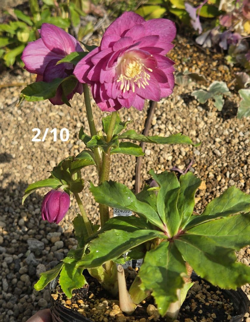 訳有り最終値下　未株分　クリスマスローズ　多弁　ライト　ピンクゴールド　加藤農園