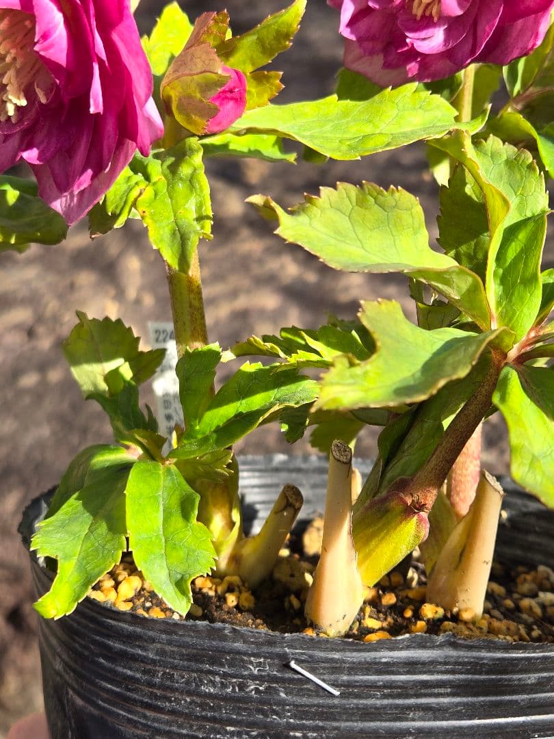 訳有り最終値下　未株分　クリスマスローズ　多弁　ライト　ピンクゴールド　加藤農園