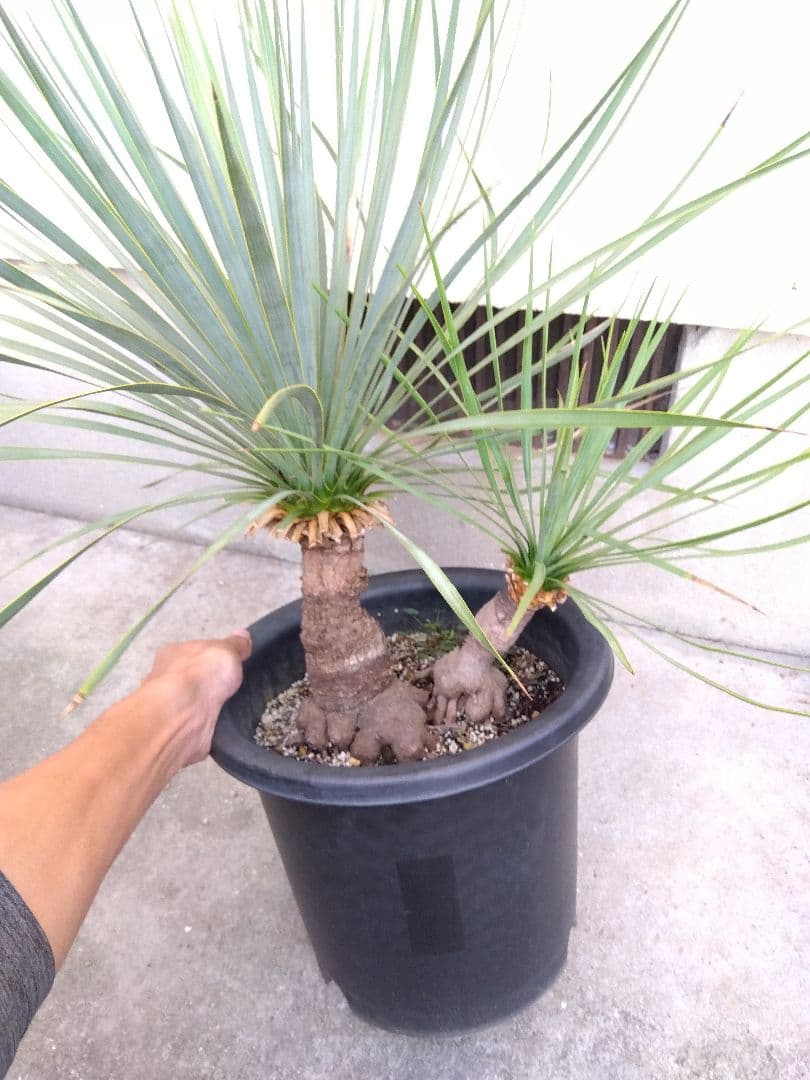 ユッカ　ロストラータ　9号鉢つき　ダブル❗