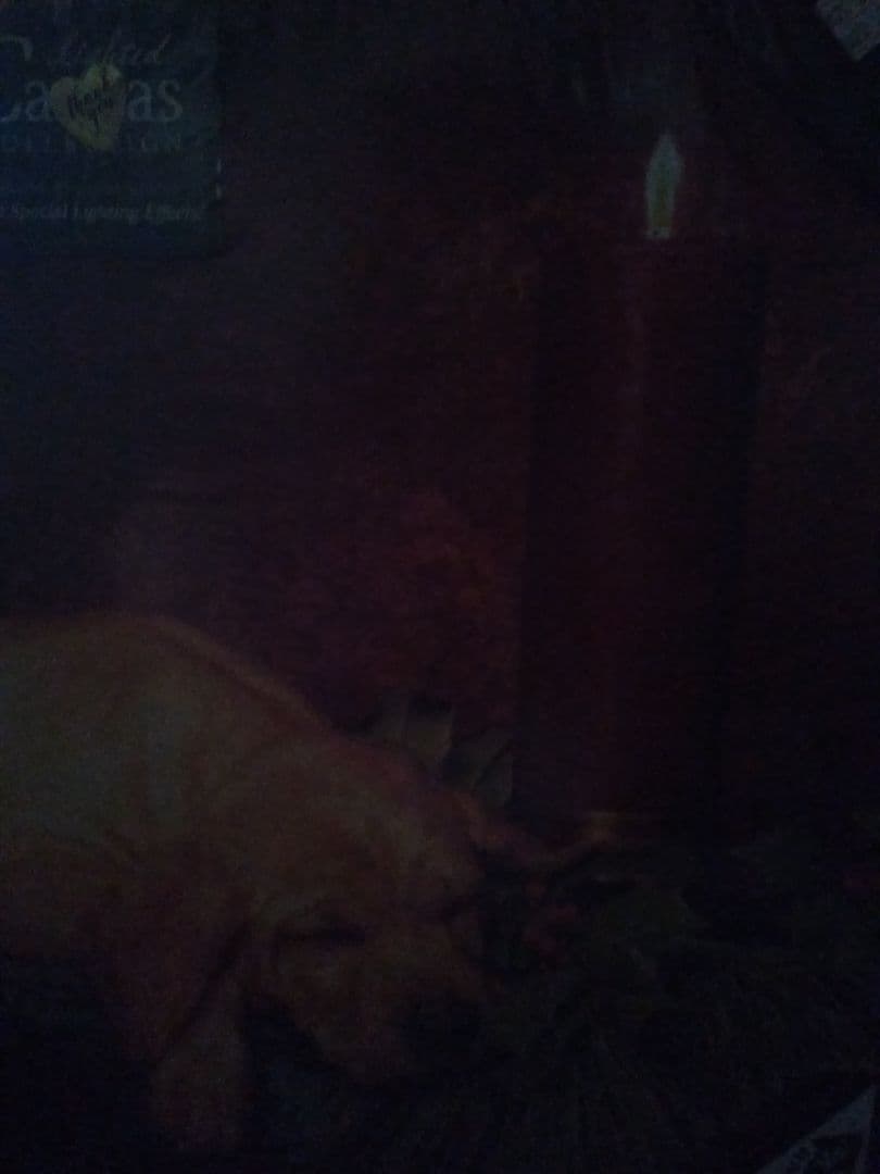 LED　光るキャンパス　仔犬とキャンドル（Silent Night）