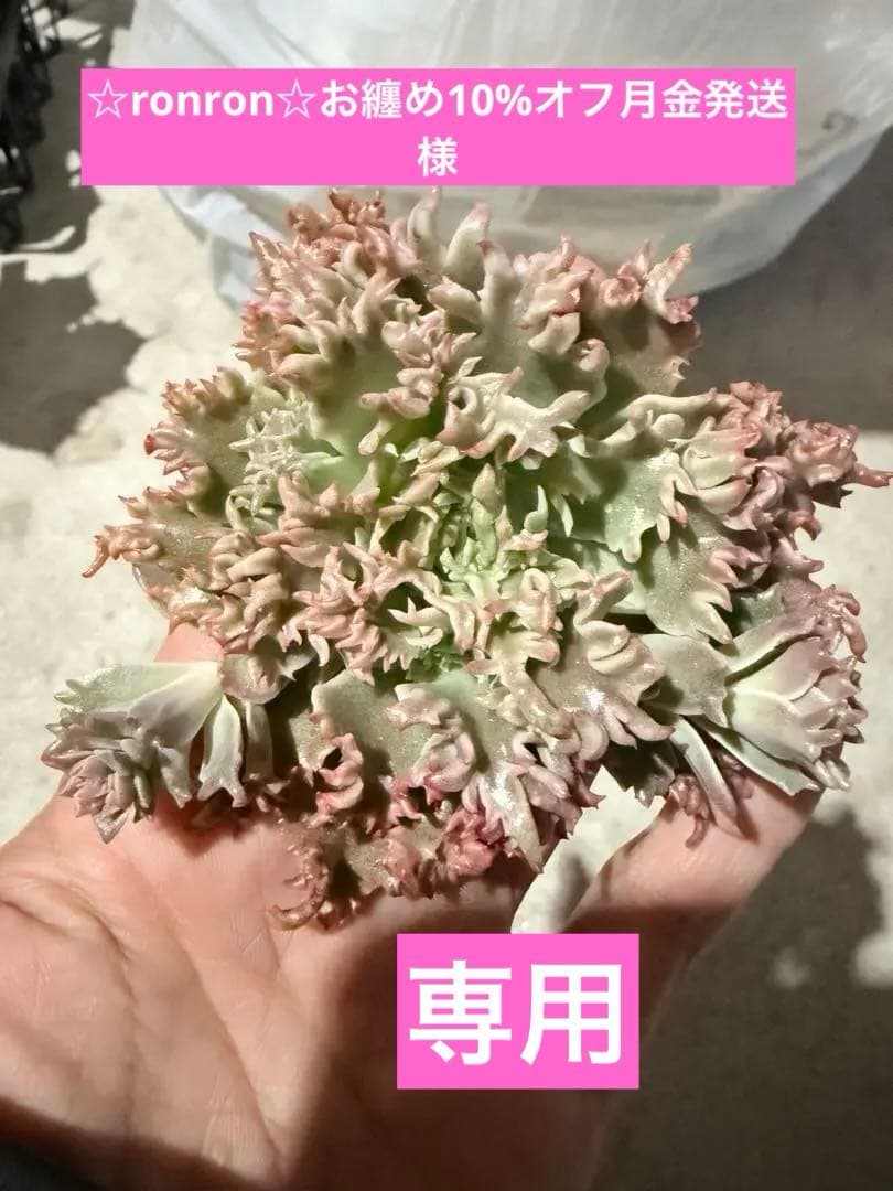 多肉植物　スターファイヤー　カット苗　大苗　✤花芽沢山✤特定記録付