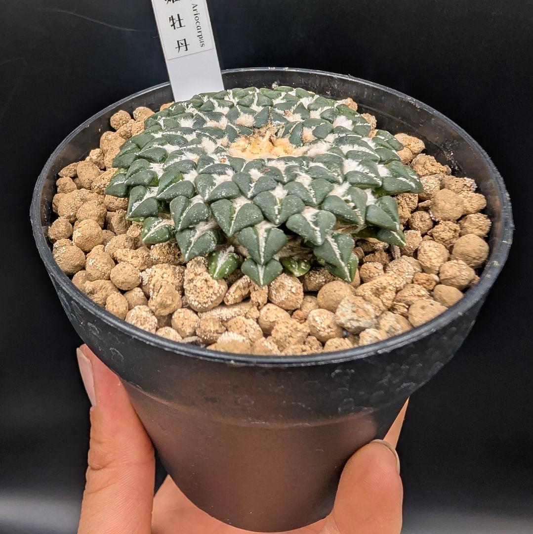 み*ん様 姫牡丹 国内実生 鉢植え メルカリ便送料込み