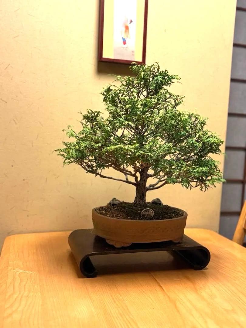 ヒノキ盆栽❗️フォロワー様170人記念！値下げ‼️黒松盆栽真柏盆栽