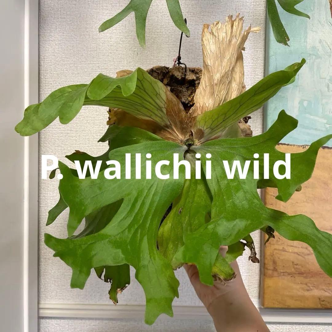 た*や様 【コルク付】ワリチー ワイルド ビカクシダ P. wallichii