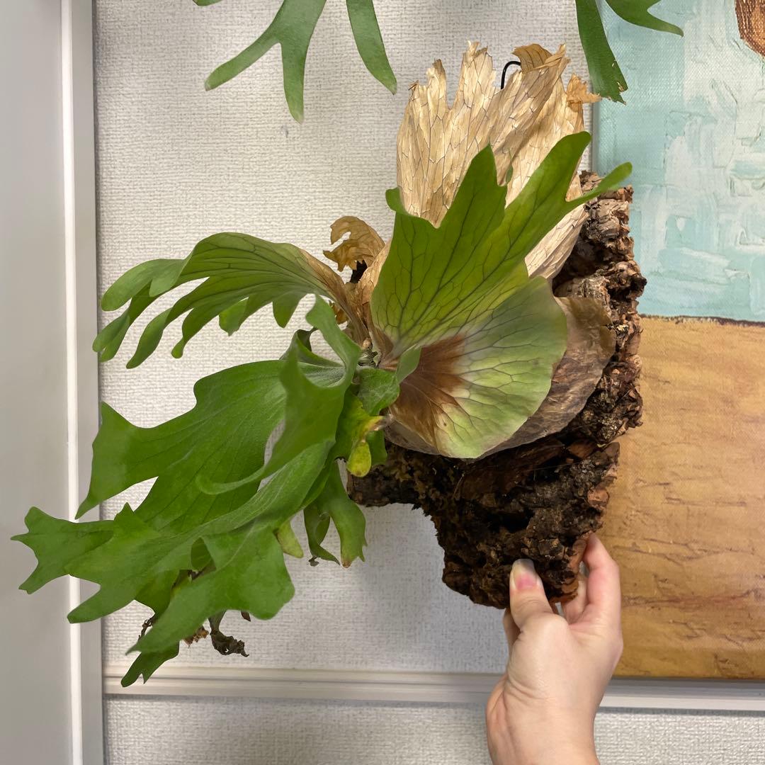 た*や様 【コルク付】ワリチー ワイルド ビカクシダ P. wallichii