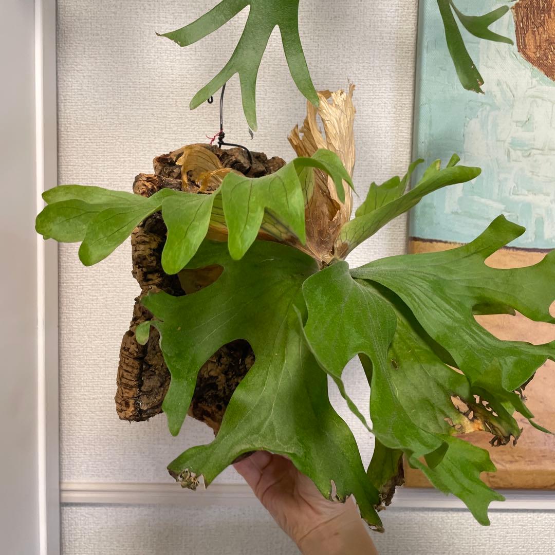 た*や様 【コルク付】ワリチー ワイルド ビカクシダ P. wallichii