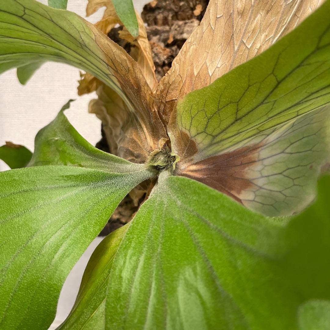 た*や様 【コルク付】ワリチー ワイルド ビカクシダ P. wallichii